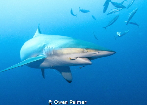 "Hooked"
Silky Shark while drift diving in Jupiter, FL. ... by Owen Palmer 